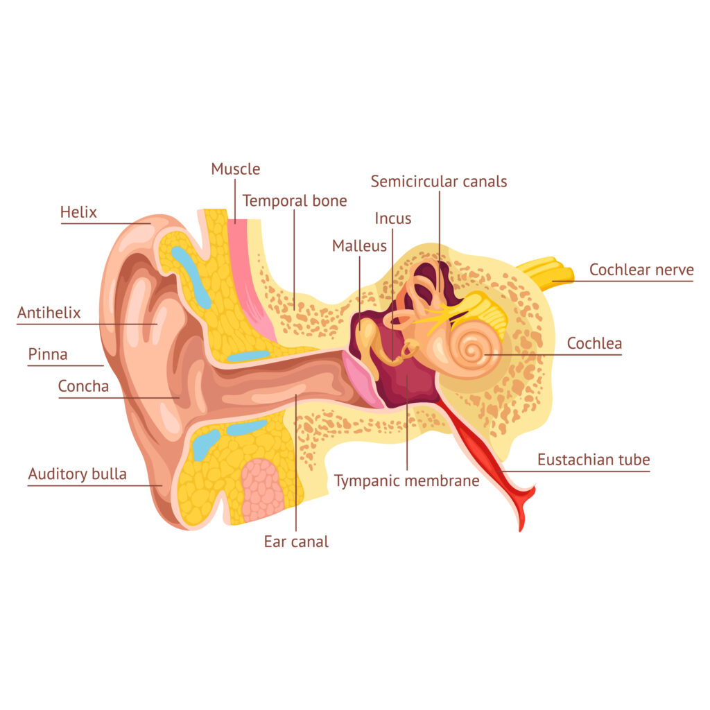 Labeled diagram of the human ear showing inner ear structures like the cochlea and auditory nerve, which are affected by sensorineural hearing loss.